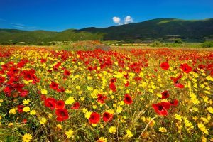 Spring time in Kassandra, Halkidiki