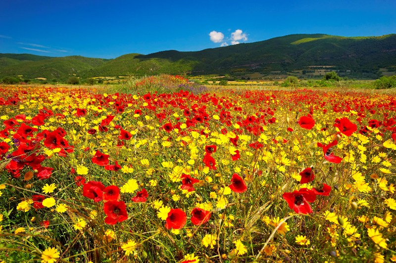 Spring time in Kassandra, Halkidiki