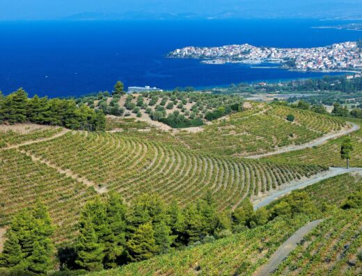 Visit a winery at Sithonia