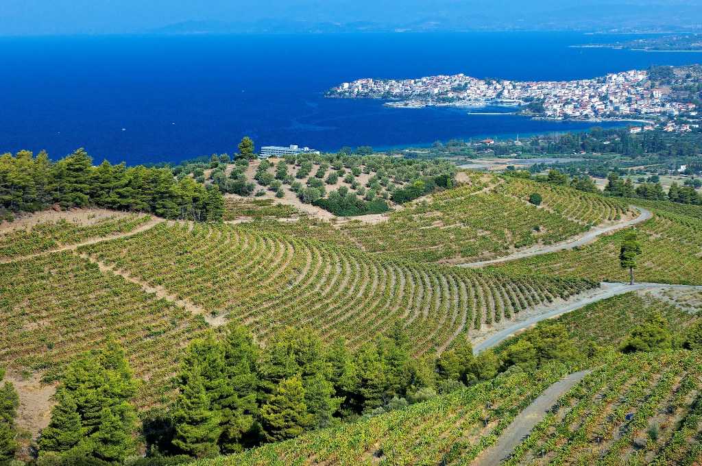 Vineyards of Domaine Porto Carras Vineyards of Domaine Porto Carras