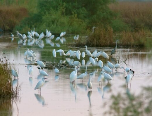 Sani wetland