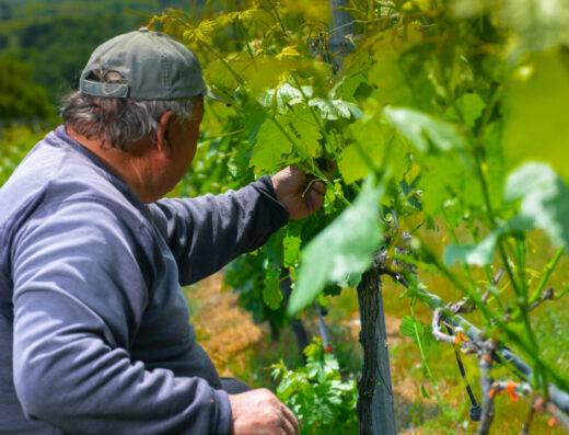Visit a winery in Megali Panagia