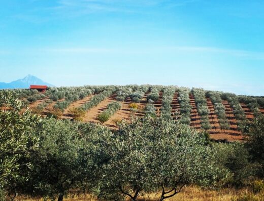 Olive tasting seminar at Metagitsi villa