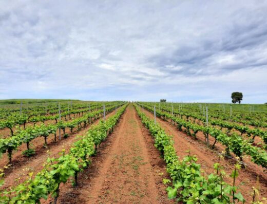 Protected: Wine tasting in Athitos (Afitos)