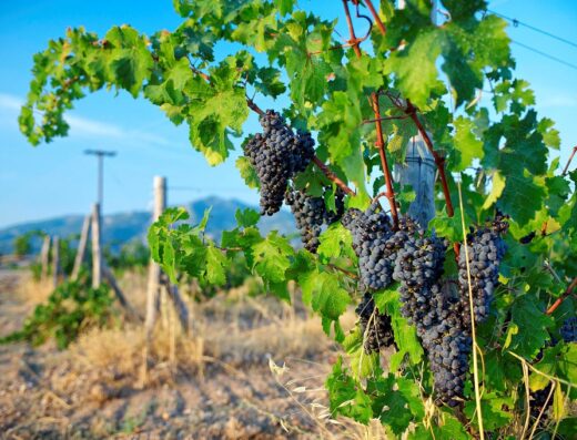 Visit a winery in Kassandra