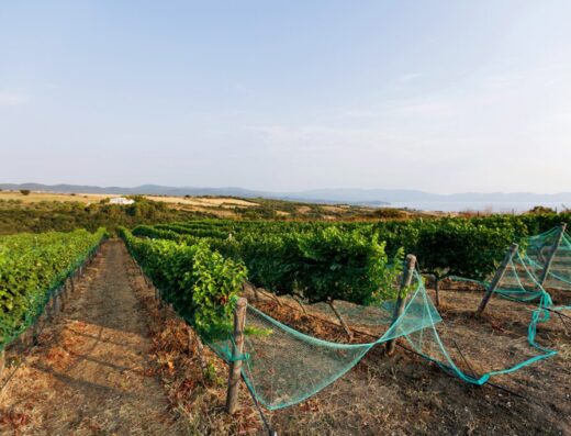 Visit a winery at Ierissos