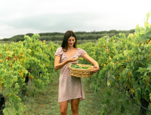 A woman collects vineleaves from the vineyards