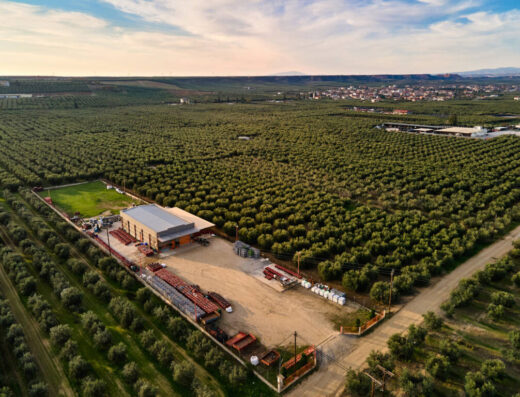 Visit an olive factory in Olynthos