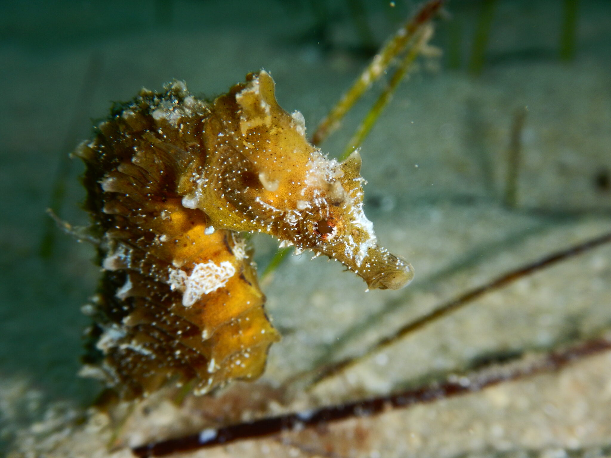 Halkidiki-scuba-diving-seahorse
