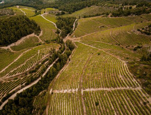 Visit a winery at Sithonia