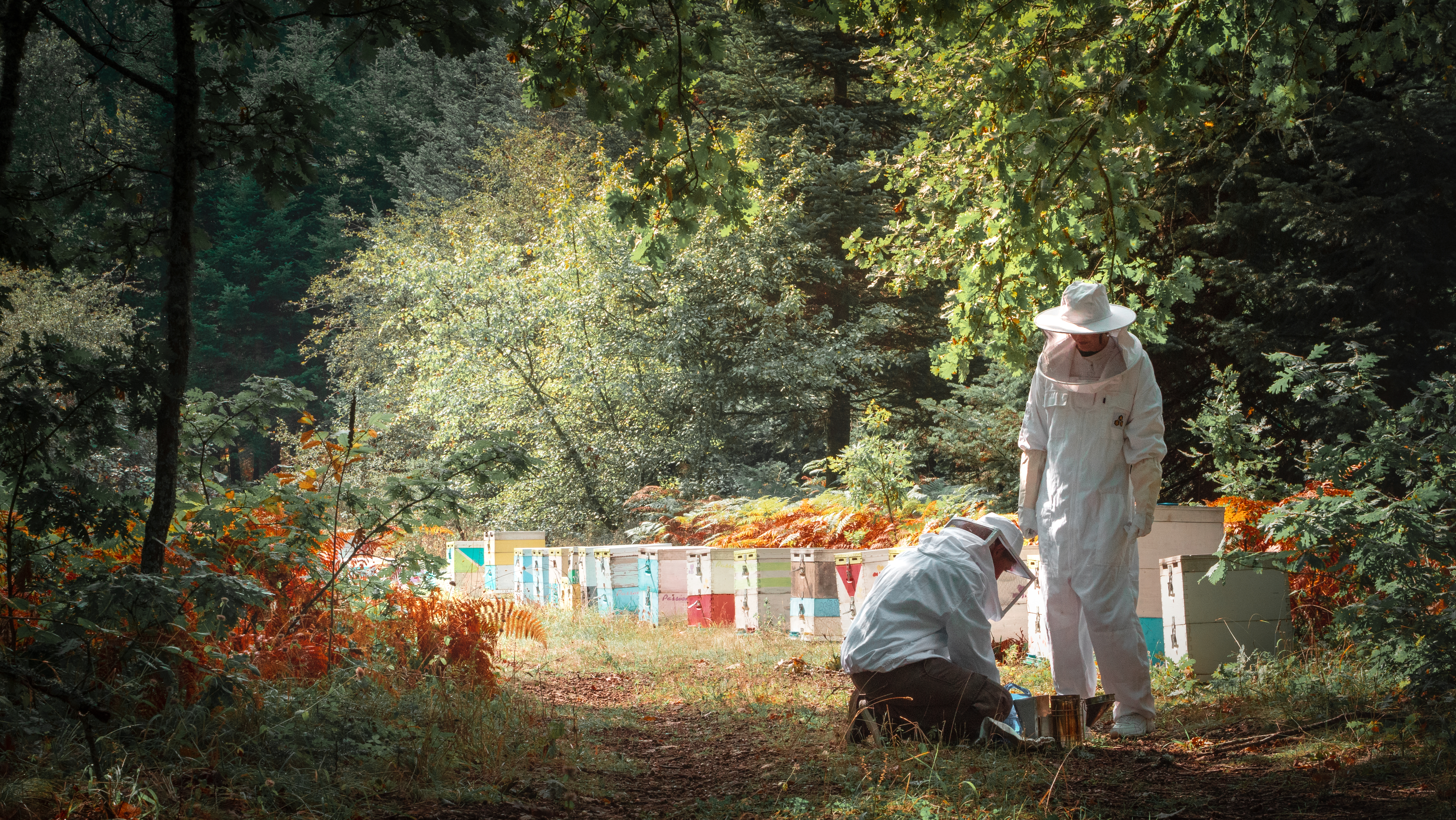 Dressed in a beekeeper costume and extracting honey for a honey hive
