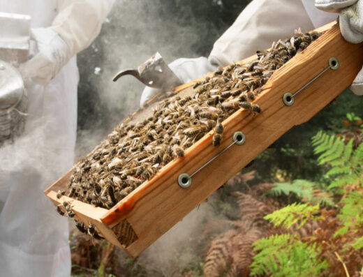 Become a beekeeper for one day!