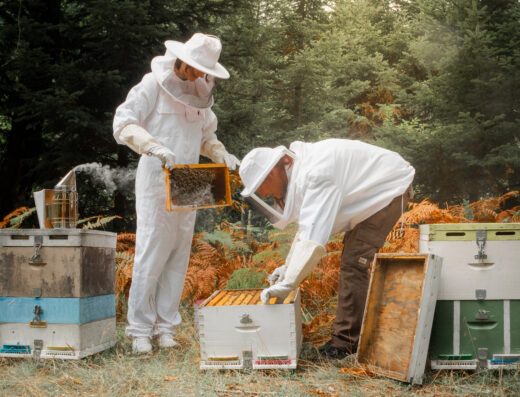 Become a beekeeper for one day!
