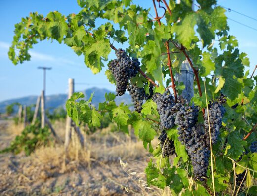 Visit a winery at Sithonia