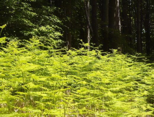 Taxiarchis forest