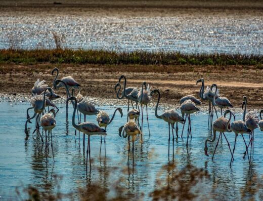 Agios Mamas wetland