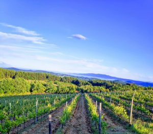 Visit a boutique winery at Megali Panagia