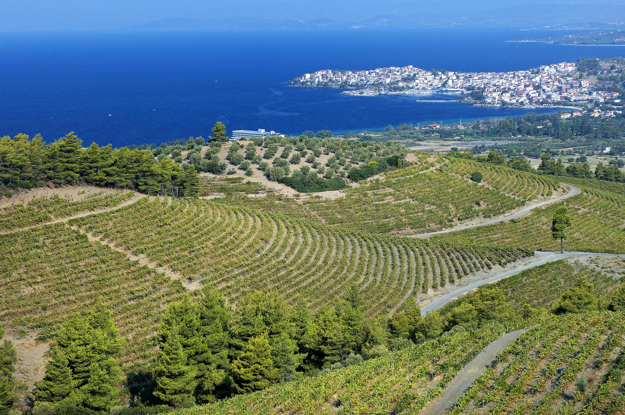 sithonia-winery-porto-carras-6