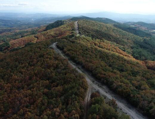 Taxiarchis forest