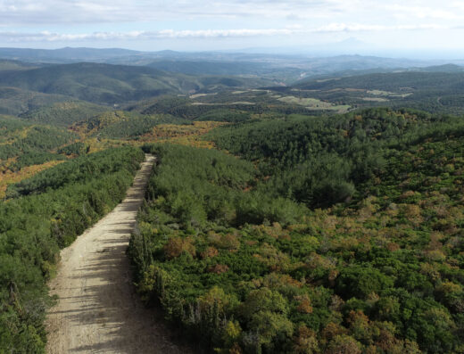 Taxiarchis forest