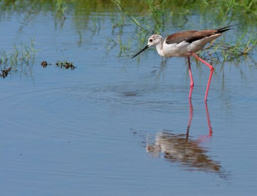 Sani wetland